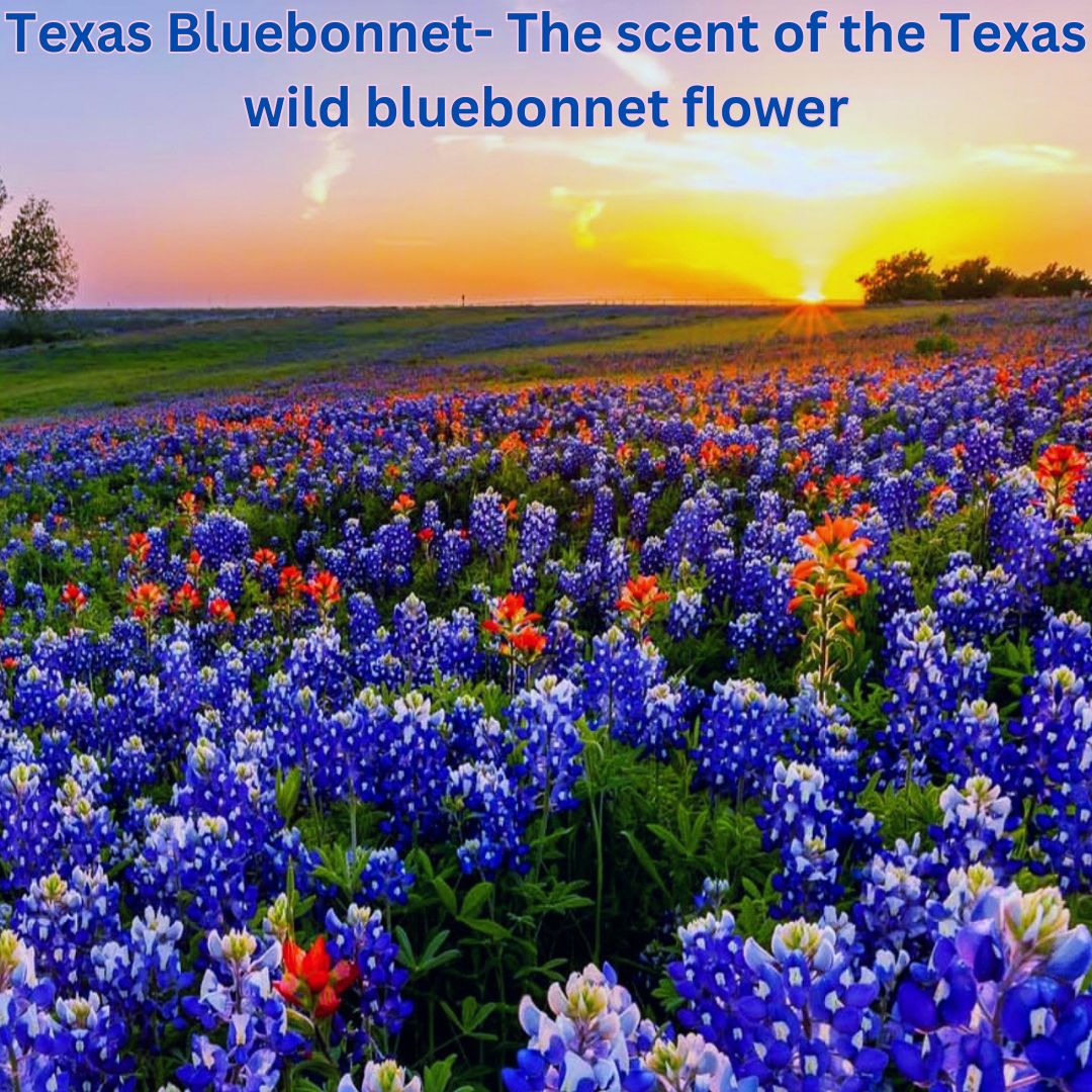 Texas Bluebonnet