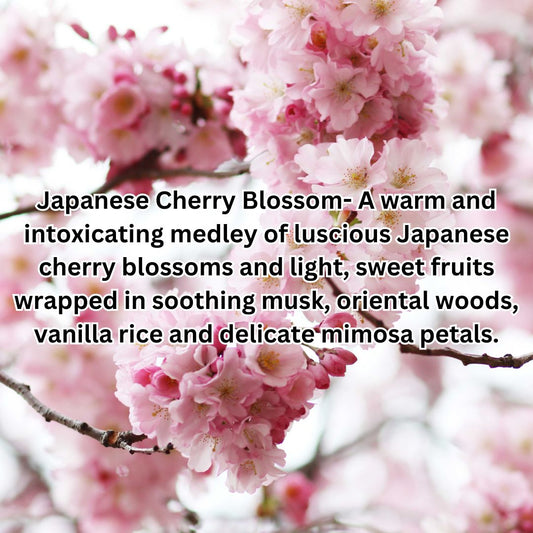 Japanese Cherry Blossom