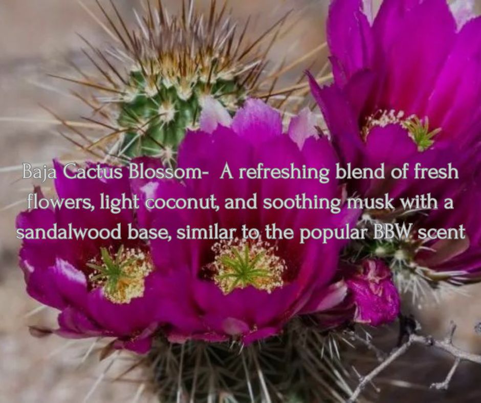 Baja Cactus Blossom