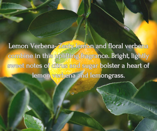 Lemon Verbena