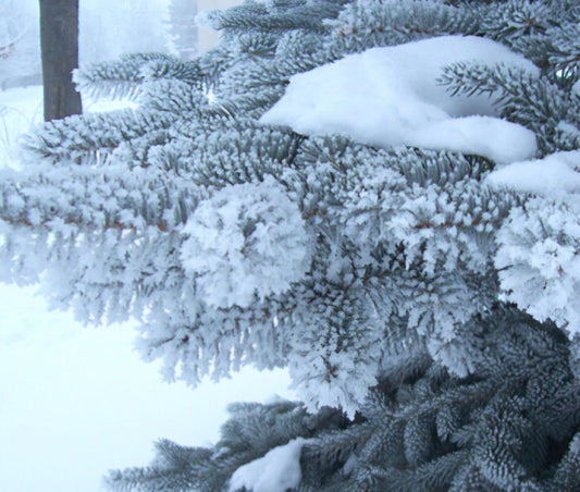 Blue Spruce